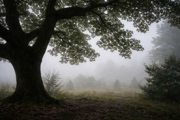 Līgo nakts ainava - Līgo kartiņa 7