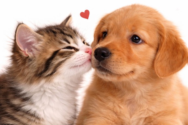 Kucēns un kaķēns - Romantiskas kartiņa 5