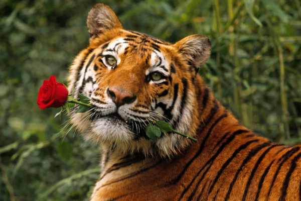 Tīģeris ar rozi - Kartiņas ar ziediem 2