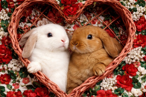 Divi truši - Romantiskas kartiņa 11