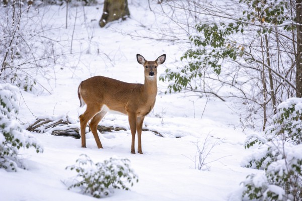 Stirna ziemā - Ziemas kartiņa 6