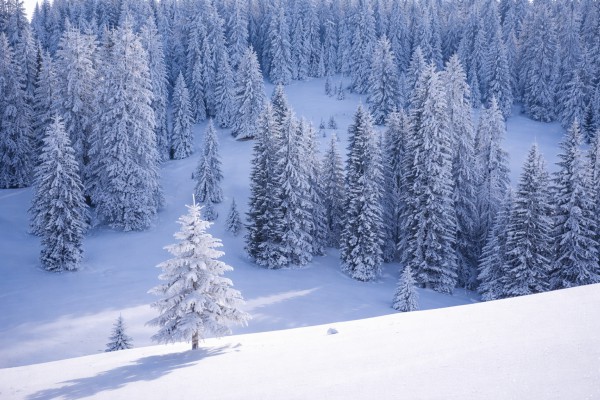 Mežs ziemā - Ziemas kartiņa 5
