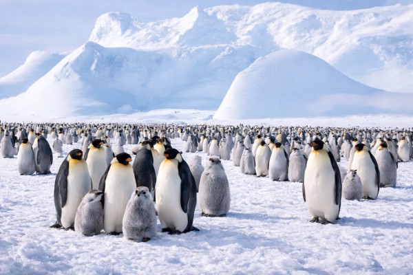 Pingvīni - Ziemas kartiņa 7