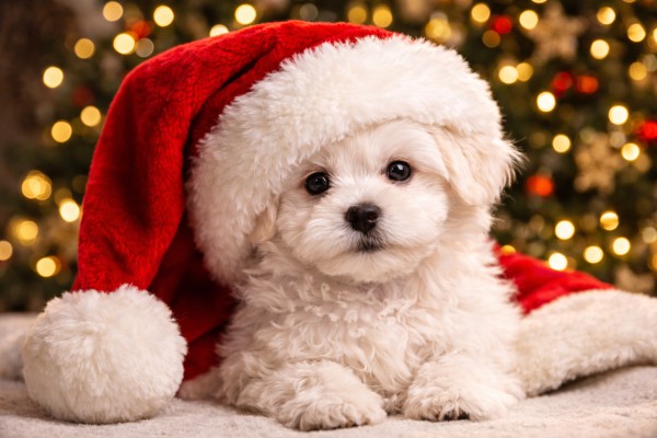 Kucēns ar Ziemassvētku cepuri - Ziemassvētku kartiņa 11