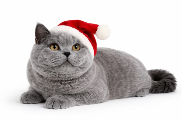 Ziemassvētku kaķis - Ziemassvētku kartiņa 7