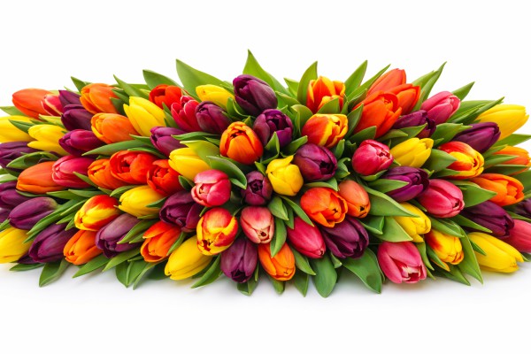 Daudz tulpju - 8.marta kartiņa 4