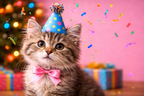 Kaķis dzimšanas dienā - Dzimšanas dienas kartiņa 8