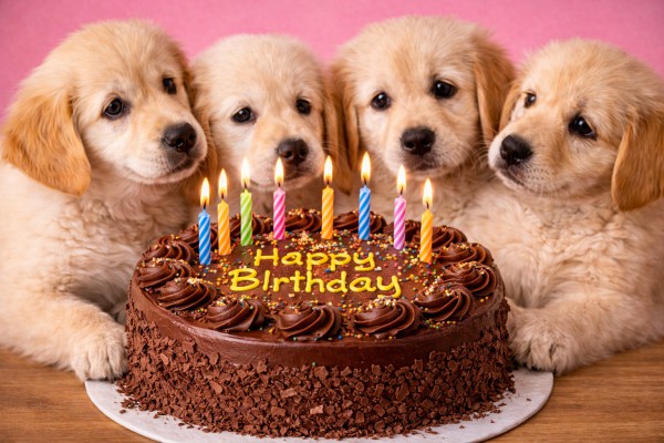 Kucēni pie dzimšanas dienas kūkas - Dzimšanas dienas kartiņa 7