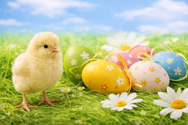 Cālēns un Lieldienu olas - Lieldienu kartiņa 7