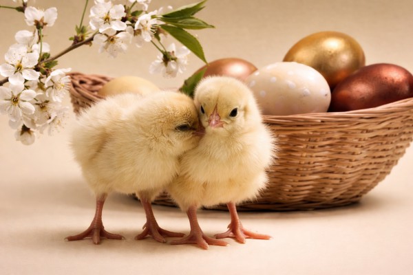 Cālēni Lieldienās - Lieldienu kartiņa 1