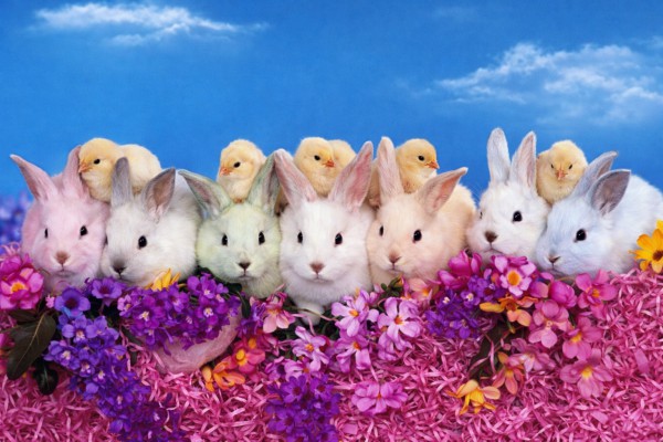 Truši un cālēni - Lieldienu kartiņa 4