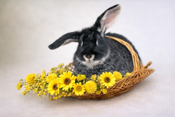 Trusis grozā - Lieldienu kartiņa 2