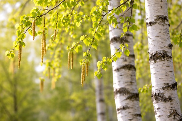 Bērzs pavasarī - Pavasara kartiņa 2