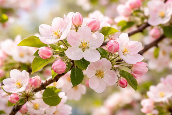 Ābeļziedi pavasarī - Pavasara kartiņa 1