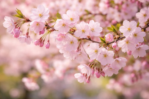 Ķiršu ziedi pavasarī - Pavasara kartiņa 7