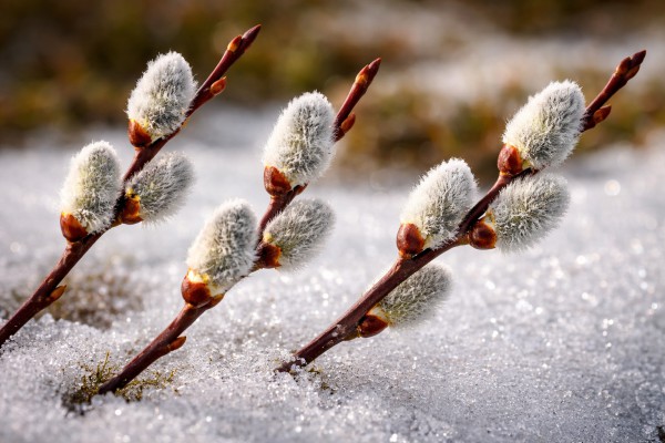 Pūpoli sniegā - Pavasara kartiņa 5