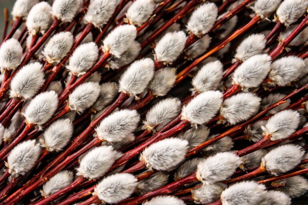 Pūpolu zari - Pavasara kartiņa 3