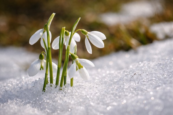 Sniegpulkstenītes sniegā - Pavasara kartiņa 6