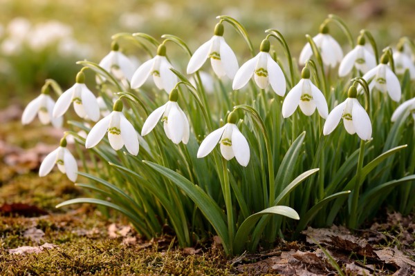 Sniegpulkstenītes - Pavasara kartiņa 8