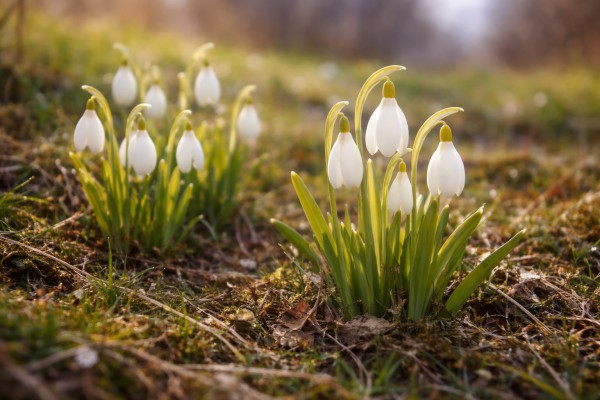 Sniegpulkstenītes - Pavasara kartiņa 5
